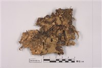 藏品(牛皮葉屬)的圖片